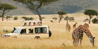 safari radar tour